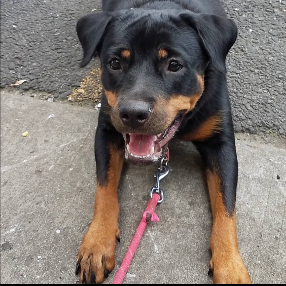 Wag! - Picture 4 of 5